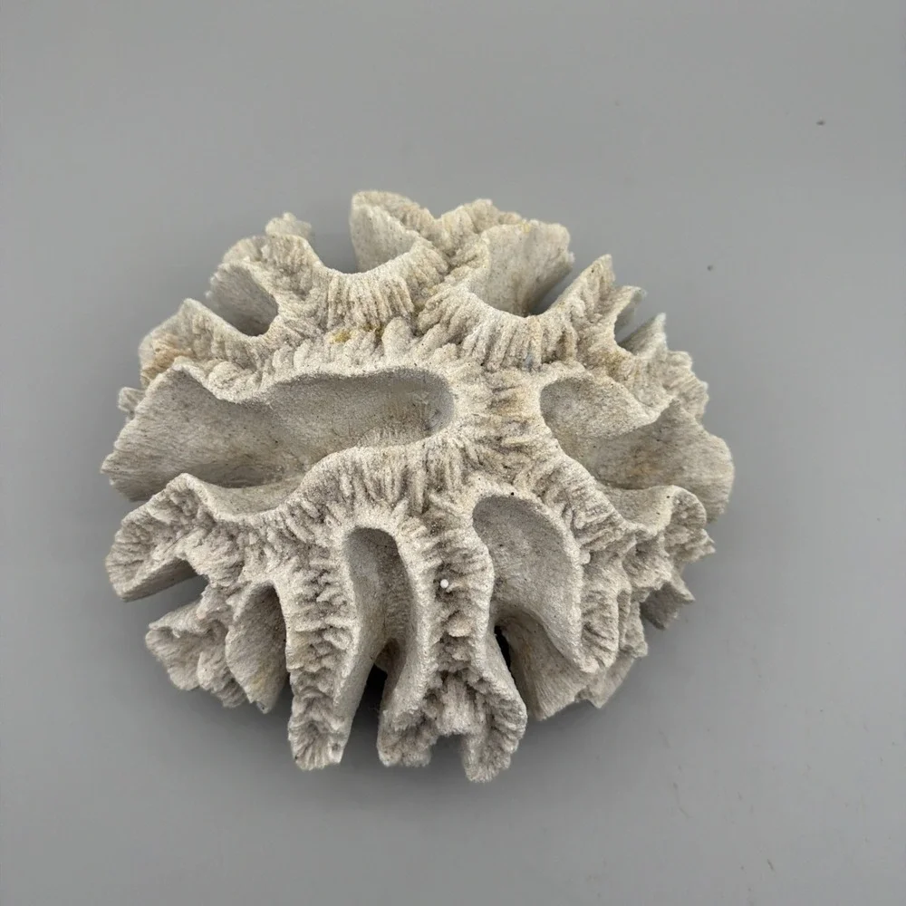 Brain Coral Decor Faux White 9